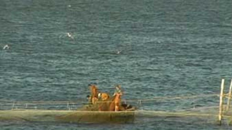 Турецкие рыбаки больше не занимаются браконьерством в водах Украины