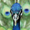 Криворожанин предлагает свою коллекцию птиц в будущий зоопарк