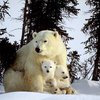 Белые медведи могут исчезнуть уже через 100 лет