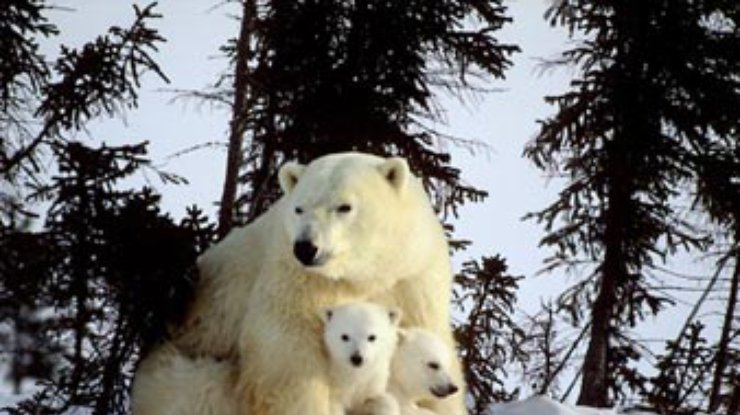 Белые медведи могут исчезнуть уже через 100 лет