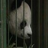 Панда-путешественник отправился к невесте в США