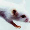 В США умерла 200-летняя лабораторная мышь