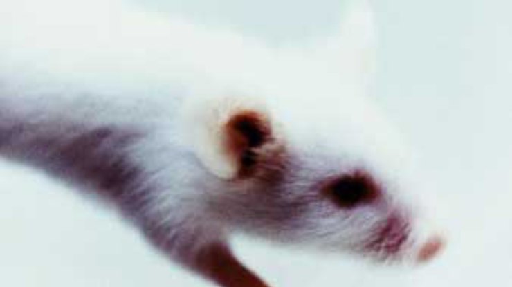 В США умерла 200-летняя лабораторная мышь