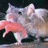 У мышей обнаружили второй "нос"