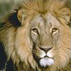 Охотникам Малави удалось покончить с львом-людоедом