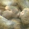 В австралийском зоопарке родился детёныш гориллы