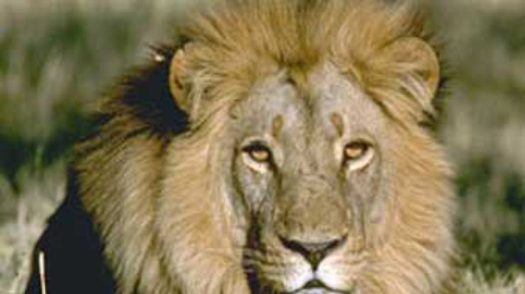 Охотникам Малави удалось покончить с львом-людоедом