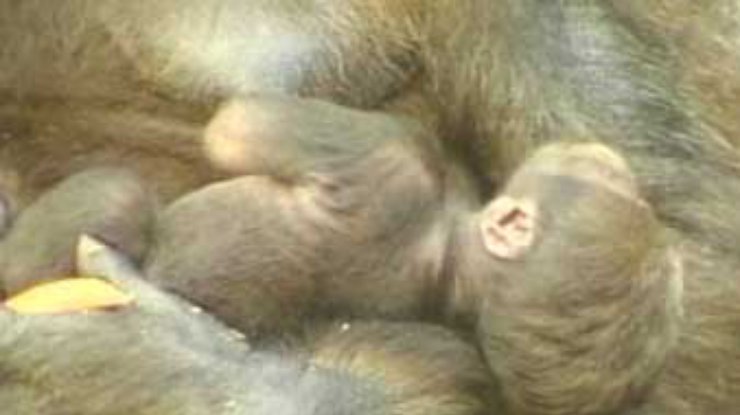 В австралийском зоопарке родился детёныш гориллы
