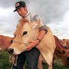 В Польше зафиксирован случай заболевания "коровьим бешенством"