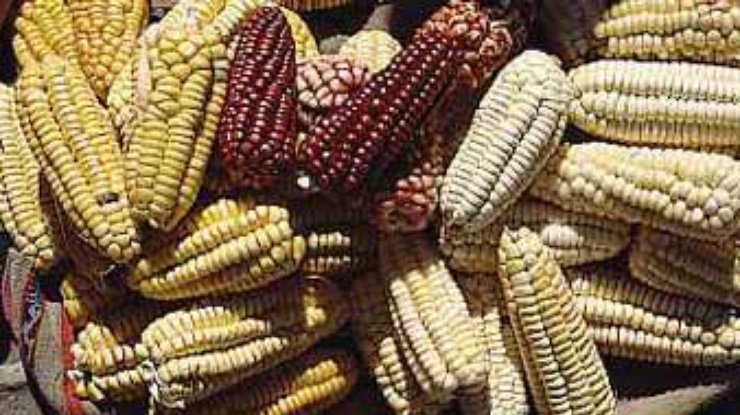 Индия отказалась от импорта из США генетически модифицированной сои и кукурузы