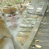 В США из исследовательского центра сбежали более 20 обезьян
