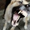 Бешенная собака покусала 12 человек в Черкассах