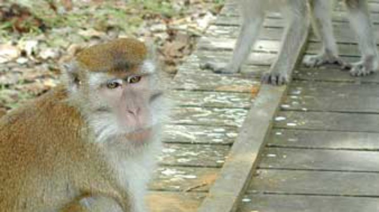 В США из исследовательского центра сбежали более 20 обезьян