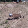 Леопард в Індії застряг головою у бідоні