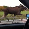 В Швеции лось устроил забег наперегонки с авто (видео)