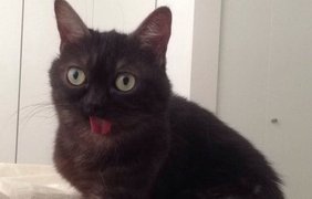 Чудной кот стал новой звездой интернета