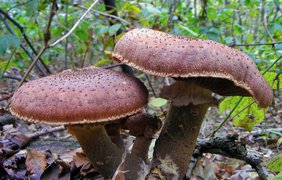 Колония грибов опенок темный способна прожить до 4000 лет.