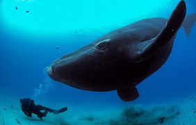 Гренландский кит - самое долгоживущее млекопитающее на планете. Возраст старейшей особи достигает 211 лет.