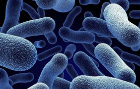 Ученым недавно удалось живить ископаемые бактерии, которым было 40 тыс. лет.