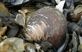 Океанический венус обитает в водах близ Шотландии. Эти моллюски способны жить около 400 лет.