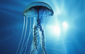 Медуза Turritopsis dohrnii считается практически бессмертной: в случае старения ее части отпочковываются, становятся полипами и вырастают заново. 
