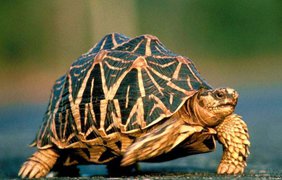 Лучистые черепахи являются рекордсменами среди пресмыкающихся - они могут прожить до 188 лет. 