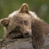В России медвежонок застрял в форточке (видео)