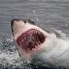 В США обнаружили останки супер-акулы