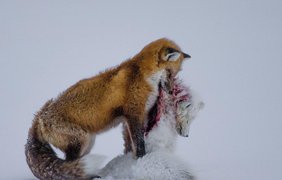 1-е место в категории "Млекопитающие". Лисица поедает мёртвого песца в национальном парке Вапуск в Канаде. Фотограф: Don Gutoski из Канады. 