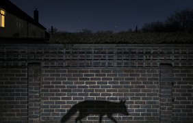 Победитель в категории "Урбанистика". Тень лисы, которая крадётся по саду в графстве Суррей, Великобритания. Фотограф: Richard Peters из Великобритании