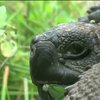 На Галапагосах відкрили новий вид гігантських черепах