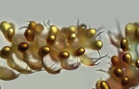 Печеночник (Lepidolaena taylorii) – растение с модифицированными листьями