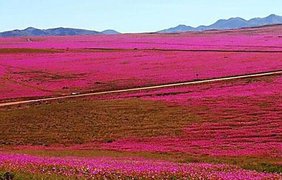 Пустыня покрылась цветами (Global Look)