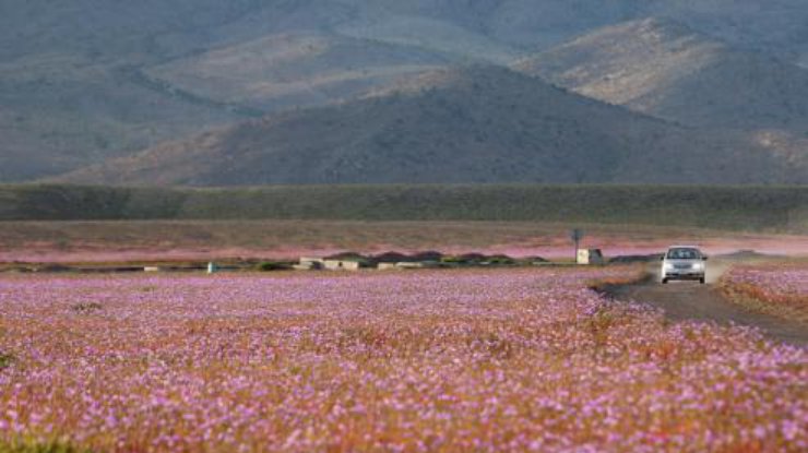 Пустыня покрылась цветами (Global Look)