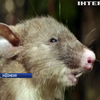 В Індонезії вчені виявили щурів з п’ятачком 