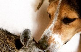 Енотиха Тыква представила себя собакой. Instagram/pumpkintheraccoon