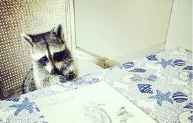 Енотиха Тыква представила себя собакой. Instagram/pumpkintheraccoon