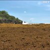 Гнилі водорості зірвали курортний сезон у Домінікані