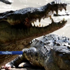 Крокодили з Гондураса голодують без хазяїв-наркоторгівців