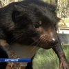 В Австралії рятують тасманійських дияволів від епідемії раку