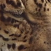 Спецназ расстрелял животных в зоопарке Москвы (видео)