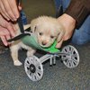В США для двулапого щенка напечатали инвалидную коляску на 3D-принтере (видео)