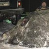 На Урале охотник завалил кабана весом в полтонны 