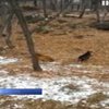 Козел в России выгнал тигра из его логова