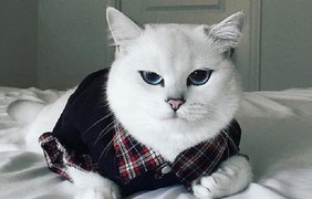 Необычный кот с огромными глазами стал звездой соцсетей. Фото из открытых источников