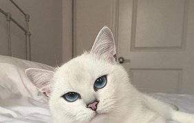 Необычный кот с огромными глазами стал звездой соцсетей. Фото из открытых источников