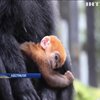 В Австралії народилося мавпеня лангур
