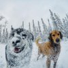 Фотогеничные собаки прославили стоматолога из Аляски (фото)