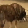 В Австралии нашли самую старую собаку в мире (видео)