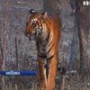У Мексиці зі звіринцю вирвався бенгальський тигр